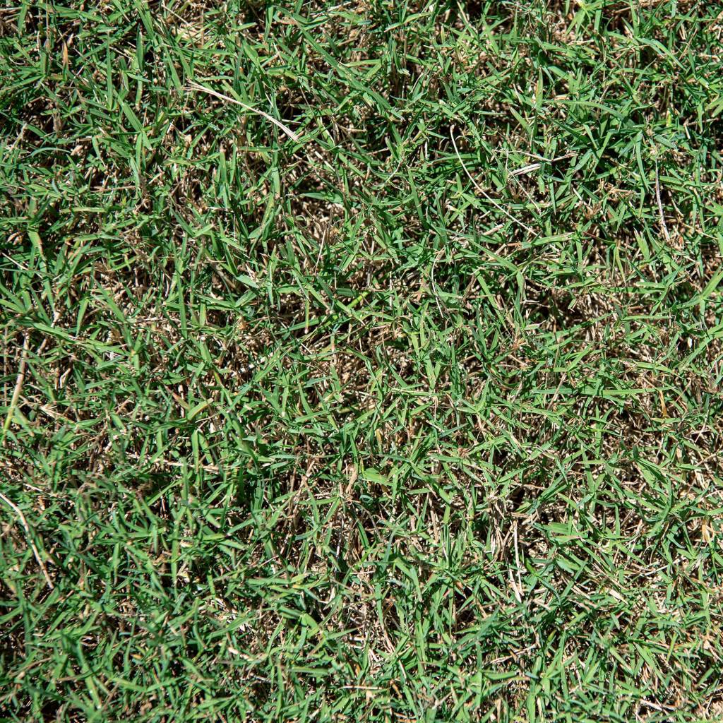 Northbridge Bermuda - Poinsettturfgrass