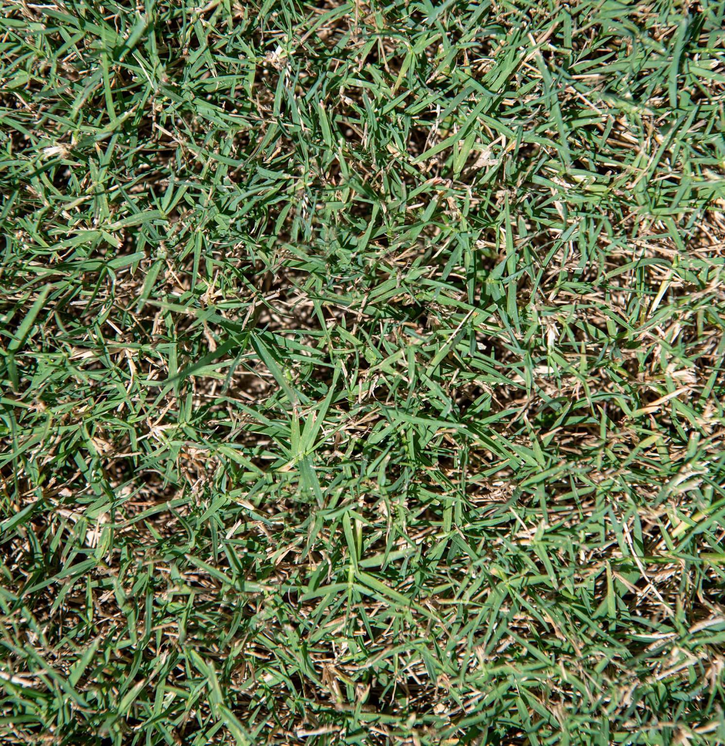 Northbridge Bermuda - Poinsettturfgrass